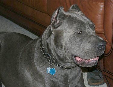 Italian+mastiff+cane+corso